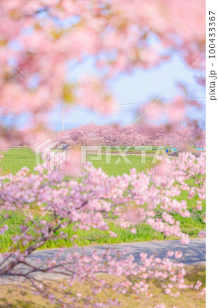 笠松河津桜ロード 100433367