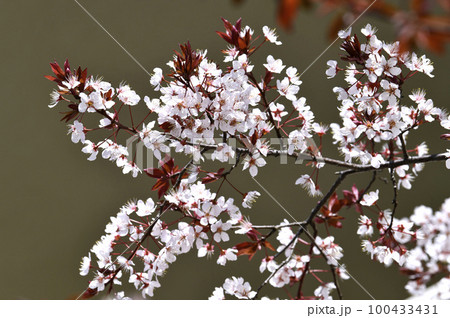 日本の横浜都市景観 早くもプルヌス・ハリウッドが満開。ミロバランスモモの特性を受け継いだ園芸品種 日本の横浜都市景観 早くもプルヌス・ハリウッドが満開。ミロバランスモモの特性を受け継いだ園芸品種 100433431