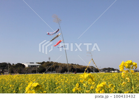 鯉のぼりと黄色いハンカチと菜の花 鯉のぼりと黄色いハンカチと菜の花 100433432