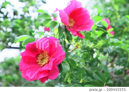 ハマナス【 Rosa rugosa】北海道札幌市 100433555