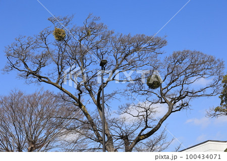 ヤドリギ ヤドリギ 100434071