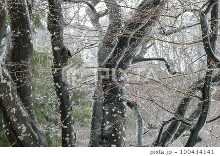 写真　24節気の雨水　水温み草木の芽が出始める頃 100434141
