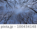 冬の林 100434148
