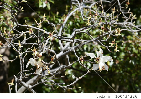 日本の横浜都市景観 早くもハクモクレン散る。エコロジー、高潔な心、自然への愛など…=3月14日 日本の横浜都市景観 早くもハクモクレン散る。エコロジー、高潔な心、自然への愛など…=3月14日 100434226