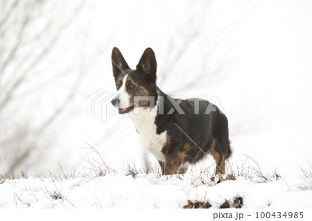 Nice welsh corgi cardigan in winter 100434985