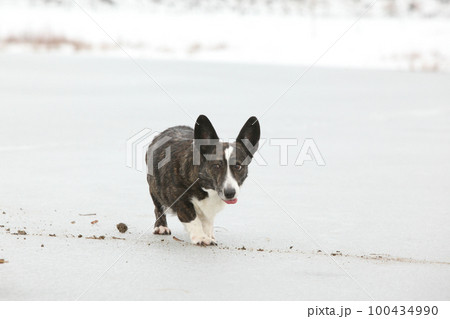 Amazing welsh corgi cardigan on frozen lake 100434990