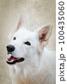 White Swiss Shepherds laying, posing, jumping and smiling on walking 100435060