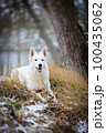 White Swiss Shepherds laying, posing, jumping and smiling on walking 100435062