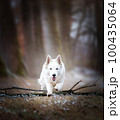 White Swiss Shepherds laying, posing, jumping and smiling on walking 100435064