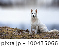 White Swiss Shepherds laying, posing, jumping and smiling on walking 100435066