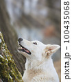 White Swiss Shepherds laying, posing, jumping and smiling on walking 100435068