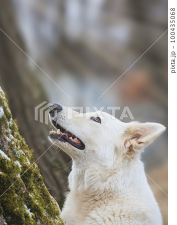 White Swiss Shepherds laying, posing, jumping and smiling on walking 100435068