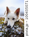 White Swiss Shepherds laying, posing, jumping and smiling on walking 100435071
