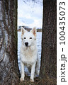 White Swiss Shepherds laying, posing, jumping and smiling on walking 100435073
