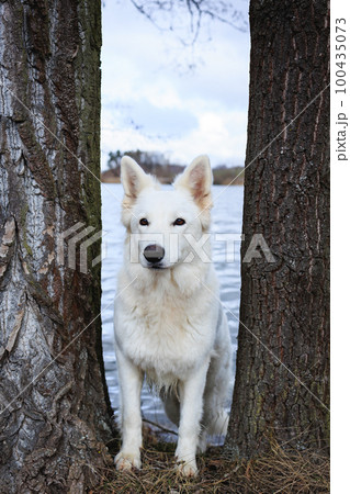 White Swiss Shepherds laying, posing, jumping and smiling on walking 100435073