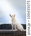 White Swiss Shepherds laying, posing, jumping and smiling on walking 100435075