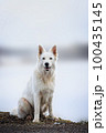 White Swiss Shepherds laying, posing, jumping and smiling on walking 100435145