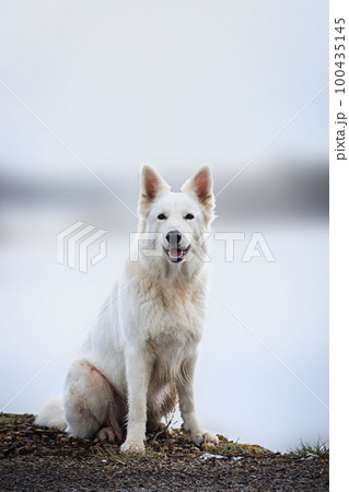 White Swiss Shepherds laying, posing, jumping and smiling on walking 100435145