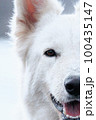 White Swiss Shepherds laying, posing, jumping and smiling on walking 100435147