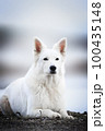 White Swiss Shepherds laying, posing, jumping and smiling on walking 100435148