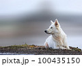 White Swiss Shepherds laying, posing, jumping and smiling on walking 100435150
