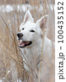 White Swiss Shepherds laying, posing, jumping and smiling on walking 100435152