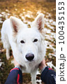 White Swiss Shepherds laying, posing, jumping and smiling on walking 100435153