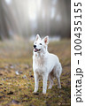 White Swiss Shepherds laying, posing, jumping and smiling on walking 100435155