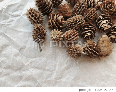 松ぼっくりと木の実 100435177