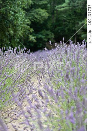 北海道富良野のラベンダー畑の風景 100435757