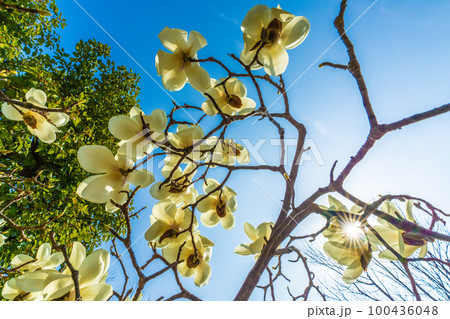 日本の横浜都市景観  早くも満開。太陽光とハクモクレン。エコロジー、高潔な心、自然への愛…=3月9日 日本の横浜都市景観  早くも満開。太陽光とハクモクレン。エコロジー、高潔な心、自然への愛…=3月9日 100436048