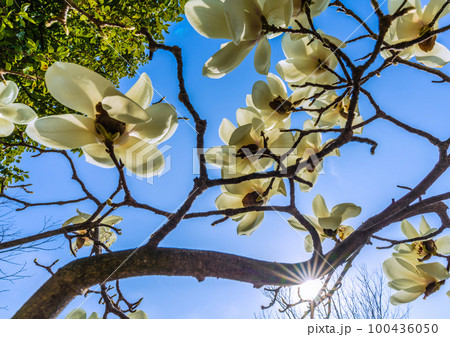 日本の横浜都市景観  早くも満開。太陽光とハクモクレン。エコロジー、高潔な心、自然への愛…=3月9日 日本の横浜都市景観  早くも満開。太陽光とハクモクレン。エコロジー、高潔な心、自然への愛…=3月9日 100436050