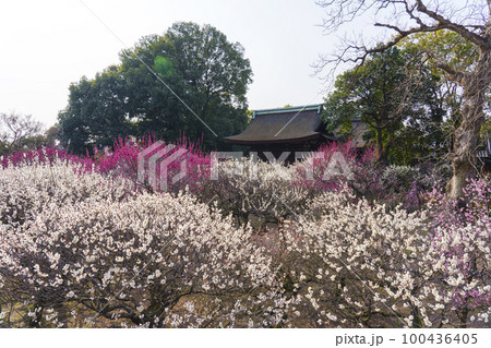 道明寺天満宮 満開の梅園(大阪府藤井寺市) 道明寺天満宮 満開の梅園(大阪府藤井寺市) 100436405