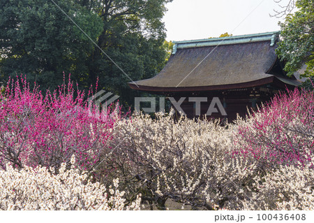 道明寺天満宮　満開の梅園（大阪府藤井寺市） 100436408