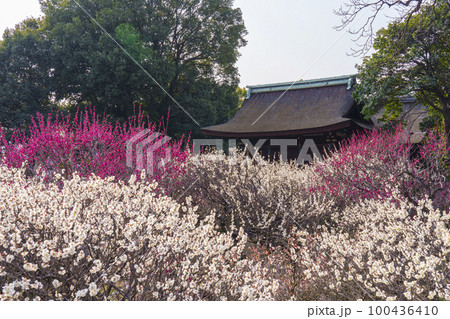 道明寺天満宮　満開の梅園（大阪府藤井寺市） 100436410