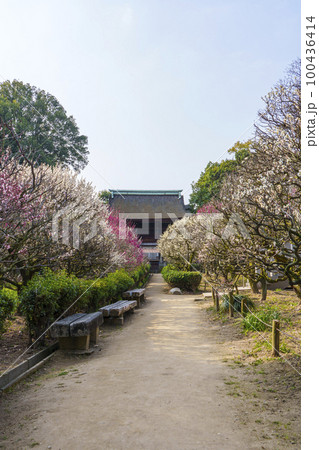 道明寺天満宮　満開の梅園（大阪府藤井寺市） 100436414