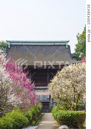 道明寺天満宮　満開の梅園（大阪府藤井寺市） 100436416