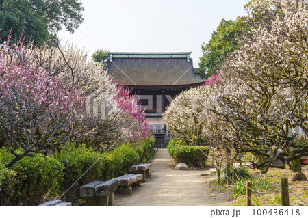 道明寺天満宮　満開の梅園（大阪府藤井寺市） 100436418