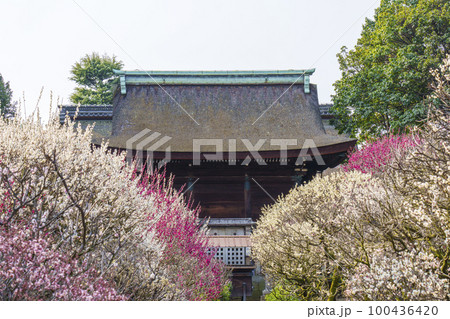 道明寺天満宮　満開の梅園（大阪府藤井寺市） 100436420