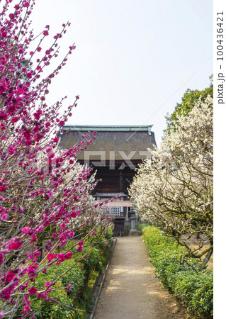道明寺天満宮　満開の梅園（大阪府藤井寺市） 100436421