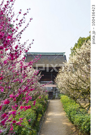 道明寺天満宮　満開の梅園（大阪府藤井寺市） 100436423
