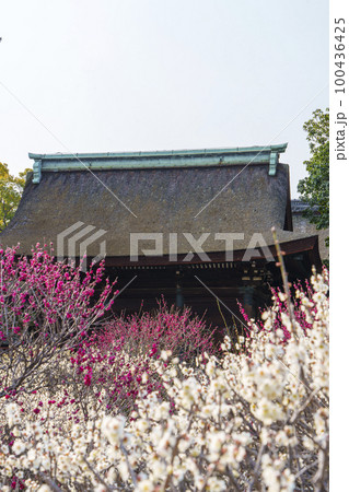 道明寺天満宮　満開の梅園（大阪府藤井寺市） 100436425