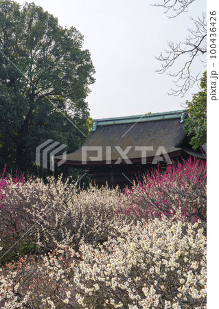 道明寺天満宮　満開の梅園（大阪府藤井寺市） 100436426