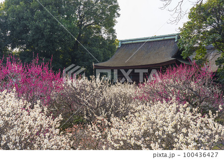 道明寺天満宮　満開の梅園（大阪府藤井寺市） 100436427