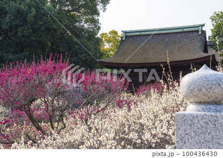 道明寺天満宮　満開の梅園（大阪府藤井寺市） 100436430
