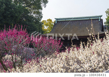 道明寺天満宮　満開の梅園（大阪府藤井寺市） 100436431