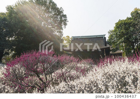 道明寺天満宮　満開の梅園（大阪府藤井寺市） 100436437