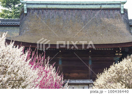 道明寺天満宮 満開の梅園(大阪府藤井寺市) 道明寺天満宮 満開の梅園(大阪府藤井寺市) 100436440