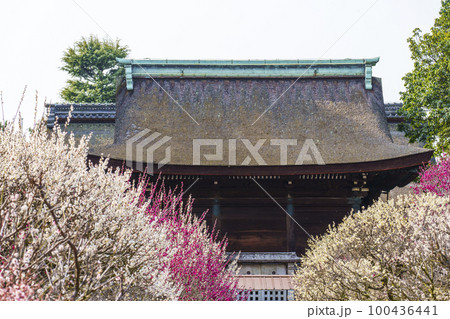 道明寺天満宮 満開の梅園(大阪府藤井寺市) 道明寺天満宮 満開の梅園(大阪府藤井寺市) 100436441
