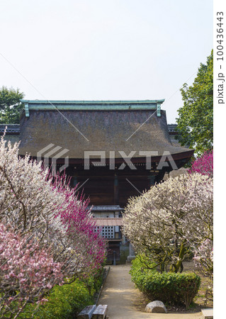 道明寺天満宮 満開の梅園(大阪府藤井寺市) 道明寺天満宮 満開の梅園(大阪府藤井寺市) 100436443